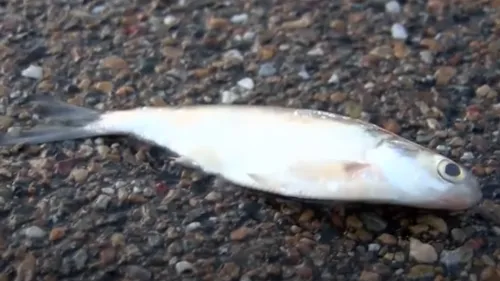 Il pleut des poissons au Texas